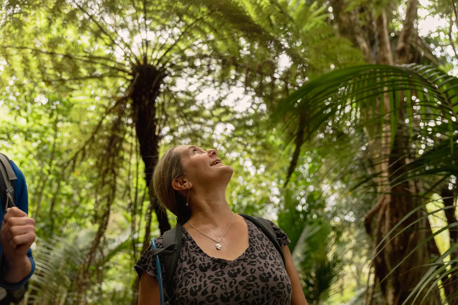 Hiking in bush on Great Barrier Island