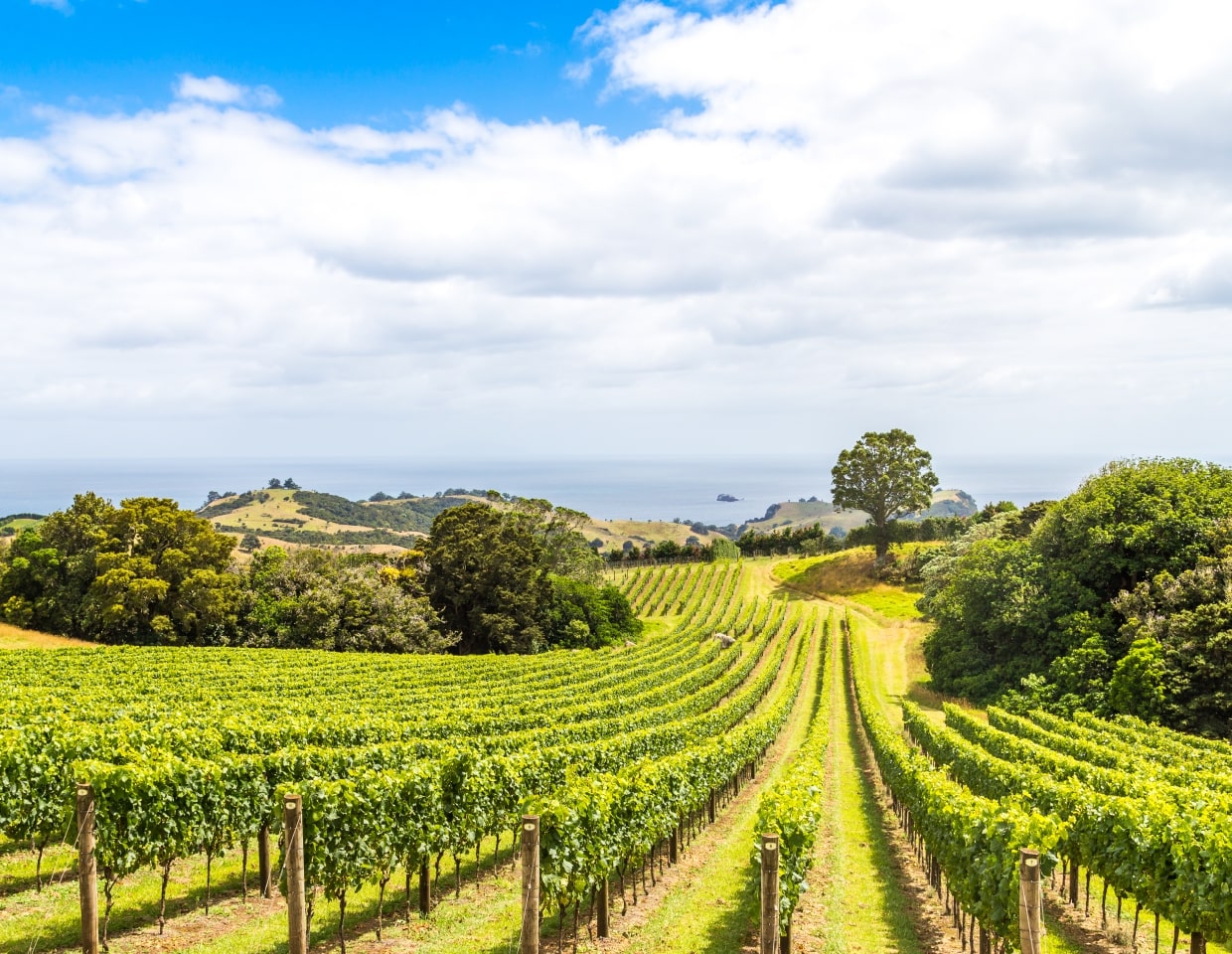 Waiheke Vineyard in Summertime